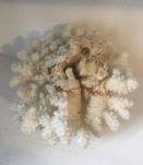 Bouquet de corail blanc