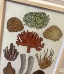Illustration coraux encadrée