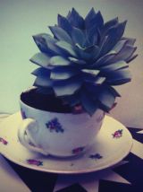Plante grasse Echeveria dans sa petite tasse fleurie