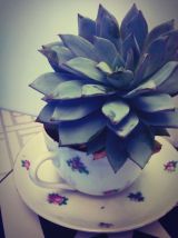 Plante grasse Echeveria dans sa petite tasse fleurie