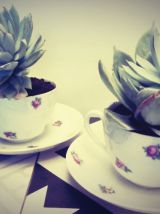 Plante grasse Echeveria dans sa petite tasse fleurie