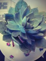 Plante grasse Echeveria dans sa petite tasse fleurie