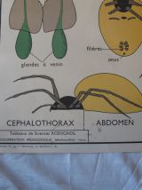 Affiche pédagogique scolaire Rossignol école