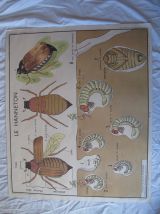 Affiche pédagogique scolaire Rossignol école