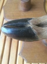 taxidermie-porte fusil patte de chevreuil-patère