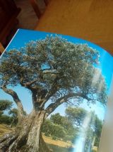 Livre " L'huile d'olive "