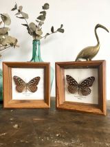 Duo de cadres papillons naturalisés