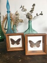 Duo de cadres papillons naturalisés