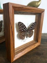 Duo de cadres papillons naturalisés