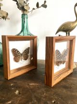 Duo de cadres papillons naturalisés