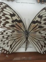 Cadre papillons naturalisés