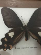 Cadre papillons naturalisés