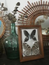 Cadre papillons naturalisés