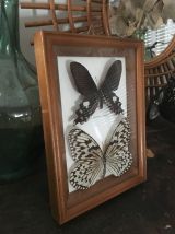 Cadre papillons naturalisés