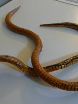 Serpents en bois articulés