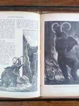 Jack london - Buck histoire d'un chien de l'Alaska