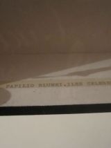 Papillon Blumei Iles Celebes encadré