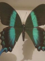 Papillon Blumei Iles Celebes encadré