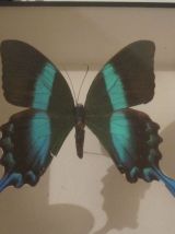 Papillon Blumei Iles Celebes encadré