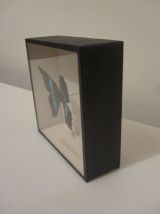 Papillon Blumei Iles Celebes encadré