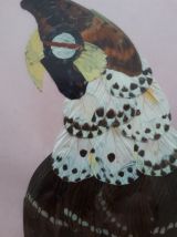 Tableau vintage en ailes de papillons, perroquets