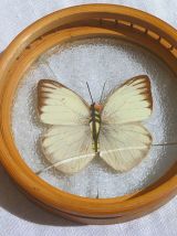 sous-verres papillons en bambou, vintage