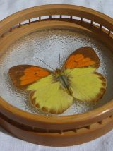 sous-verres papillons en bambou, vintage