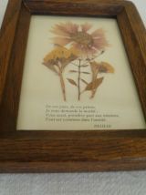 Cadre Fleurs séchées façon herbier vintage Bretagne