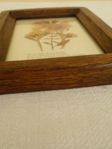 Cadre Fleurs séchées façon herbier vintage Bretagne