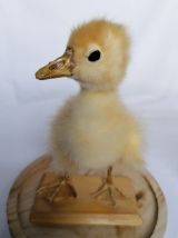 Canard taxidermie caneton cloche
