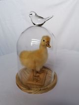 Canard taxidermie caneton cloche