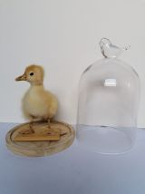 Canard taxidermie caneton cloche