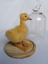 Canard taxidermie caneton cloche