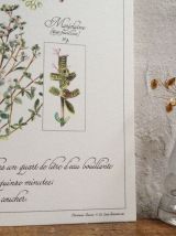 Planche botanique Tisane pour le sommeil des enfants