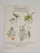 Planche botanique Tisane pour le sommeil des enfants