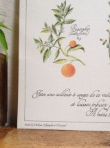 Planche botanique Tisane pour le sommeil des enfants