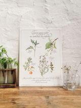 Planche botanique Tisane pour le sommeil des enfants