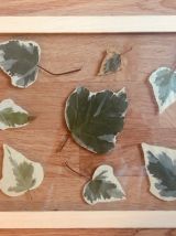 Herbier Green &amp; white 