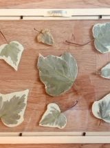 Herbier Green &amp; white 