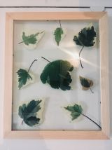 Herbier Green &amp; white 