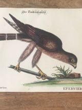 Planche ornithologique ancienne, affiche oiseau épervier