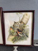 lithographies anciennes oiseaux signées Gould et Richter
