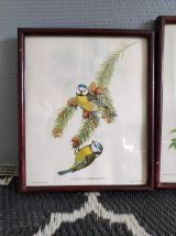 lithographies anciennes oiseaux signées Gould et Richter