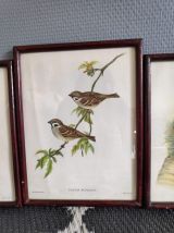 lithographies anciennes oiseaux signées Gould et Richter