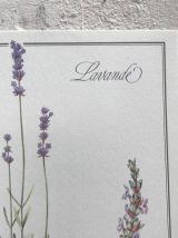Planche botanique Lavande
