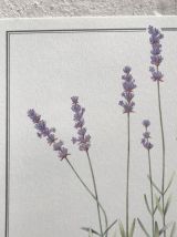 Planche botanique Lavande