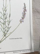Planche botanique Lavande