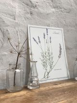 Planche botanique Lavande