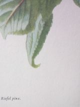 Belle impression Carlos von riefel pinx - "Prunus Avium"