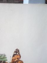 Belle impression Carlos von riefel pinx - "Prunus Avium"